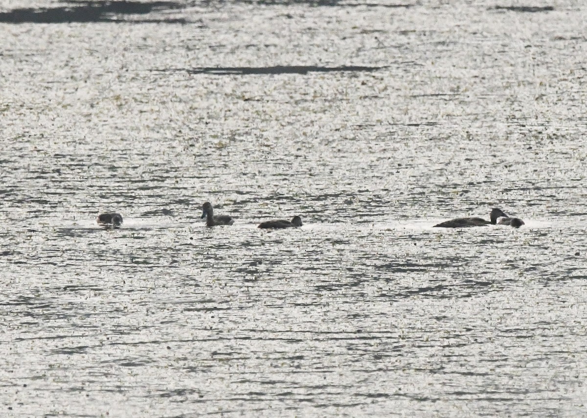 Dendrocygne siffleur - ML647306860