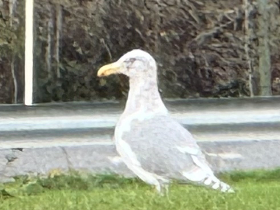 goéland ou mouette sp. - ML647306861
