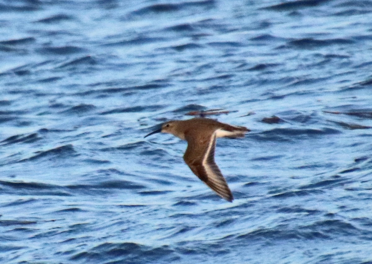 Bécasseau variable - ML647306862