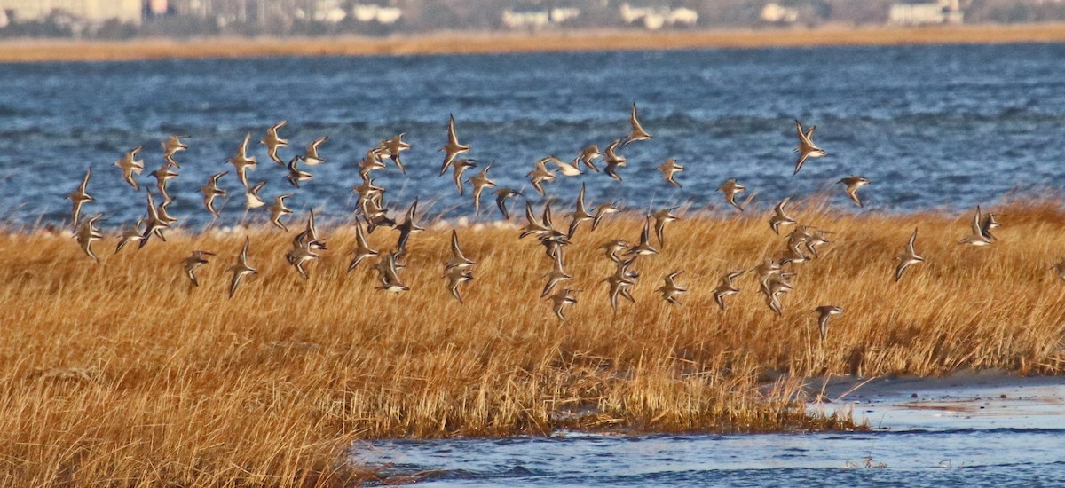 Bécasseau variable - ML647306863