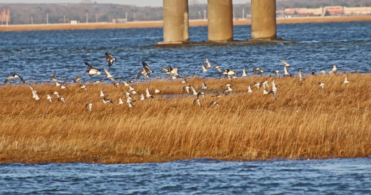 Bécasseau variable - ML647306864