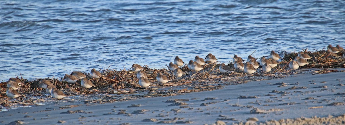 Bécasseau variable - ML647306865