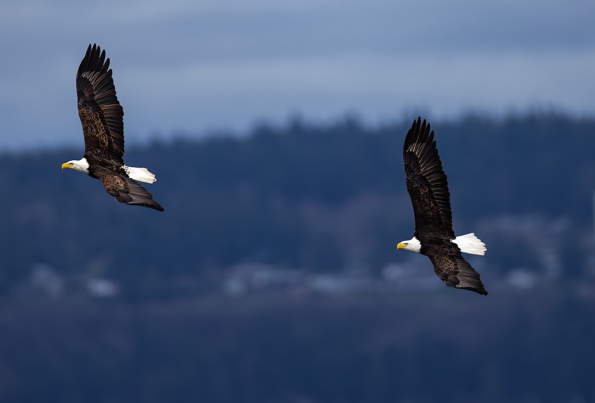 Pygargue à tête blanche - ML647306866