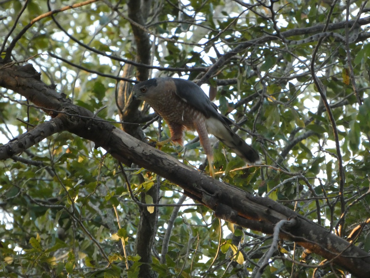 Épervier de Cooper - ML647306867