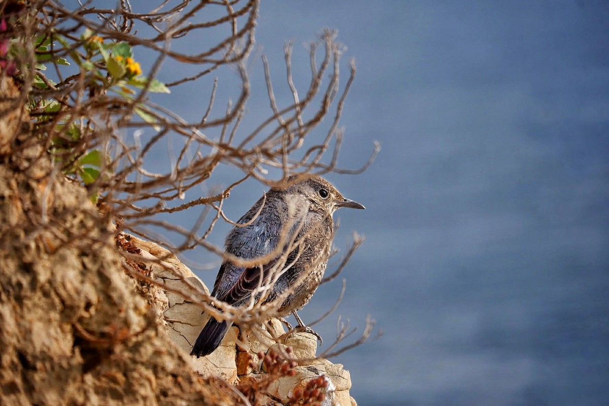 Milan noir - ML647306868