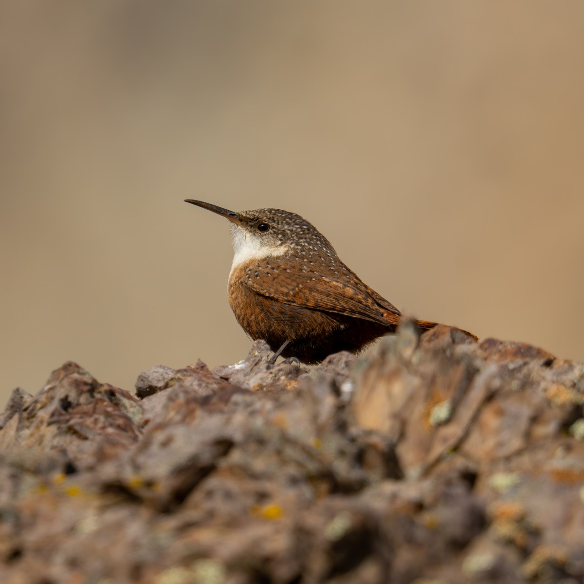 Troglodyte des canyons - ML647306870