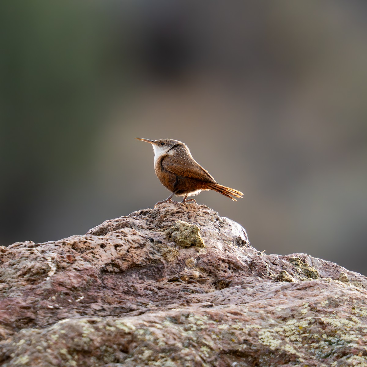 Troglodyte des canyons - ML647306871