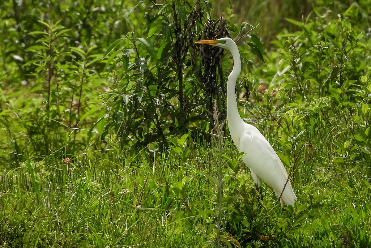 Grande Aigrette - ML647306874
