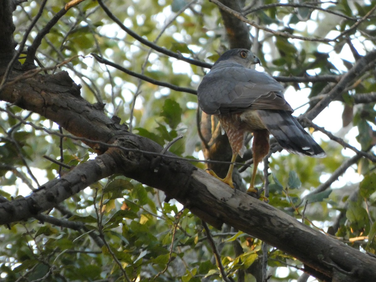 Épervier de Cooper - ML647306875