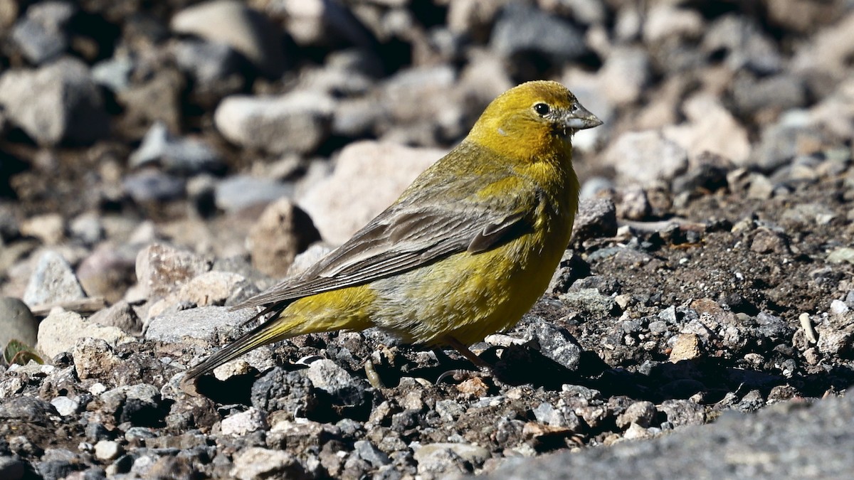 Grand Sicale - ML647306876