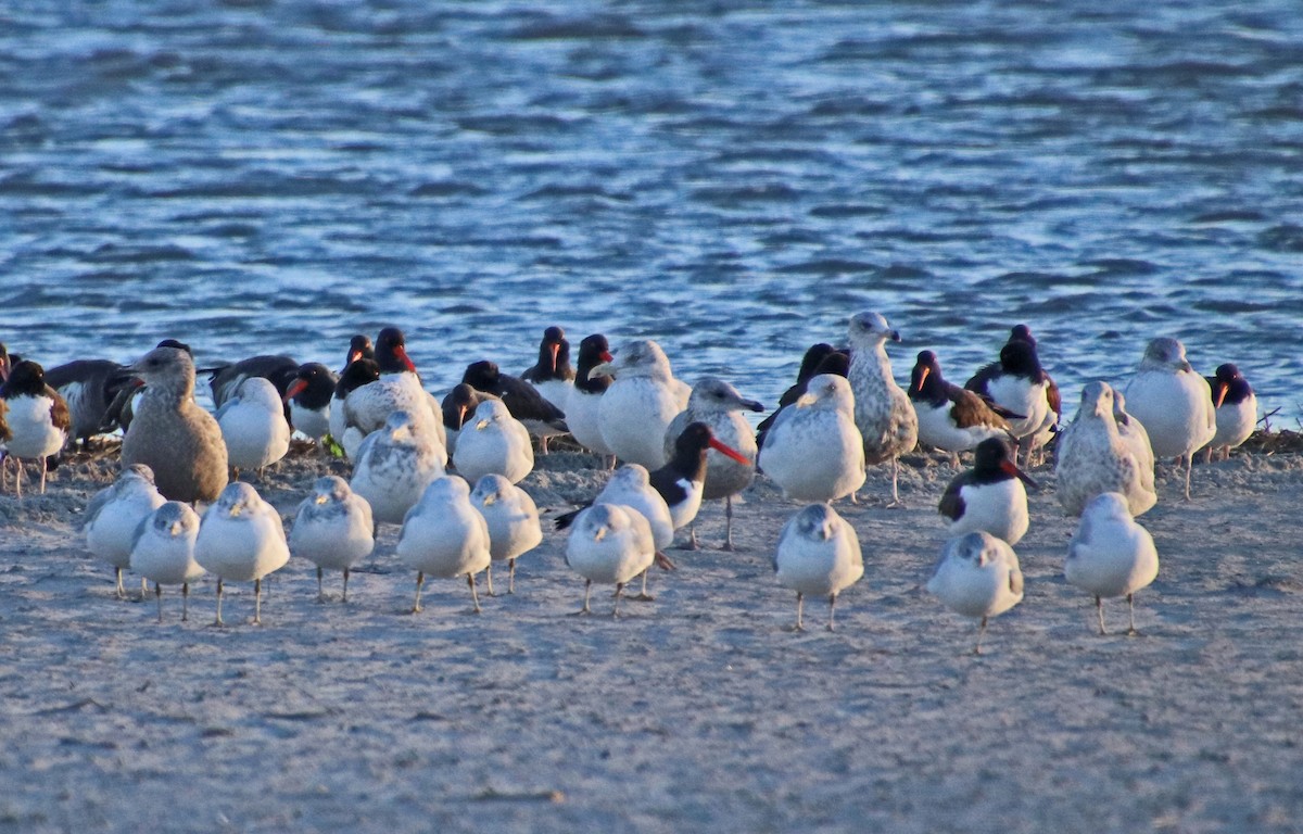 Goéland à bec cerclé - ML647306879