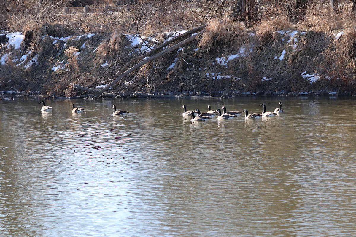 Bernache du Canada - ML647306880