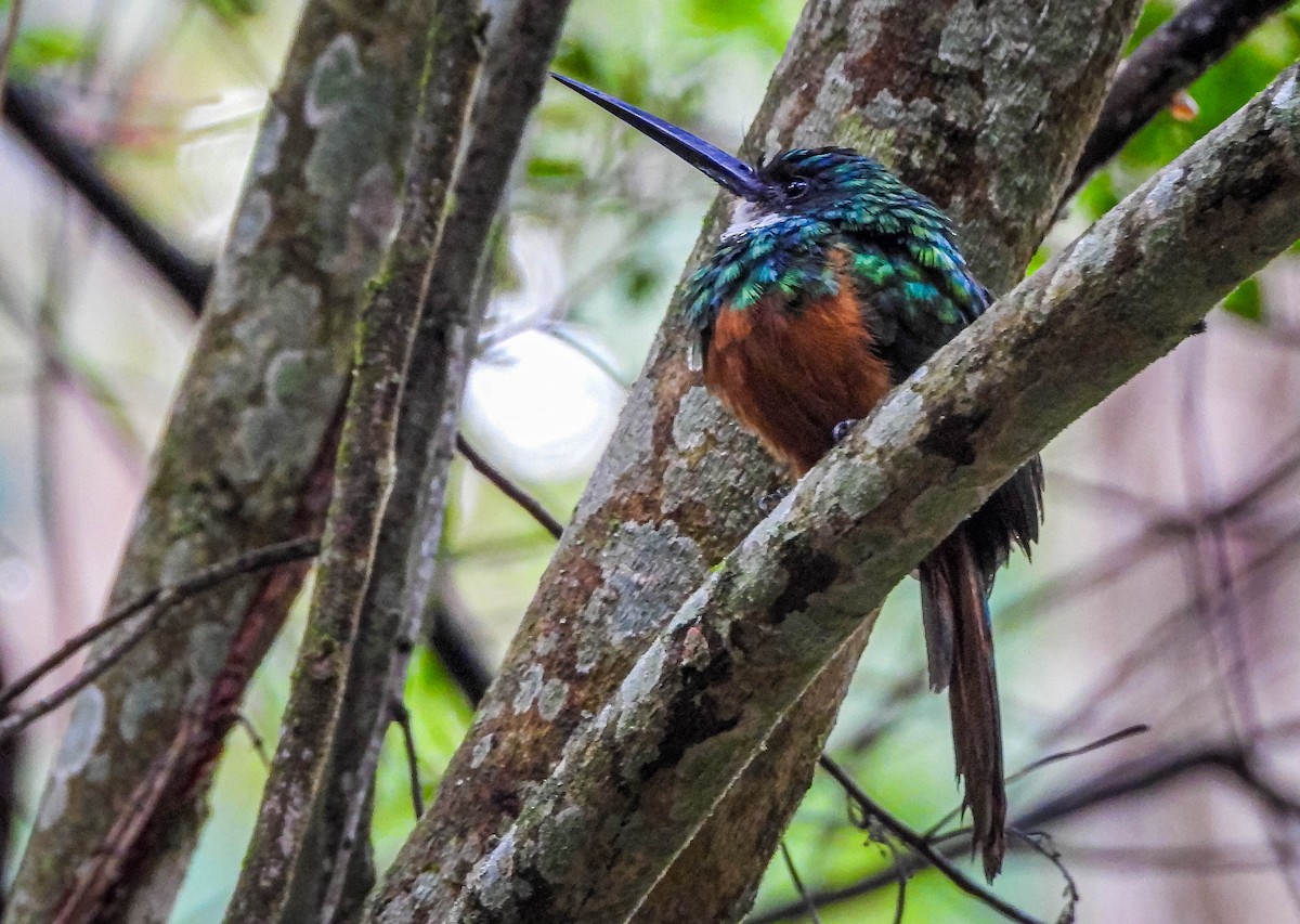 Jacamar à queue rousse - ML647306881