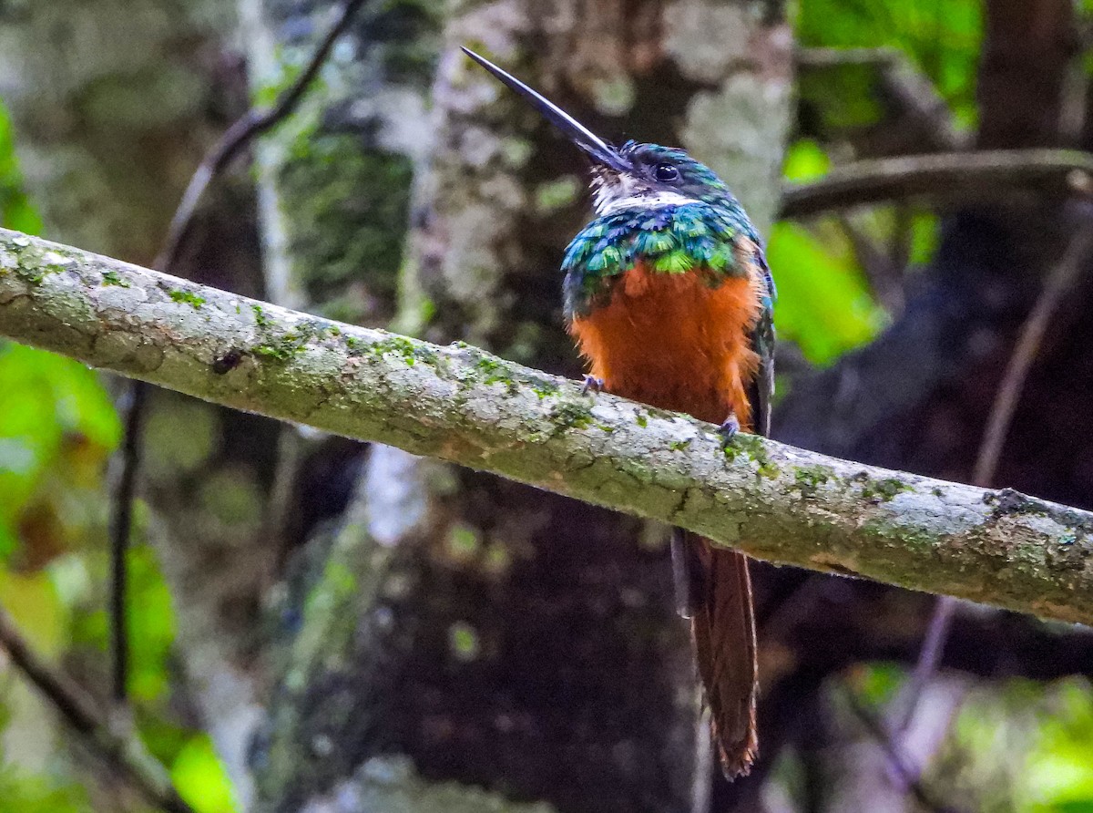 Jacamar à queue rousse - ML647306882