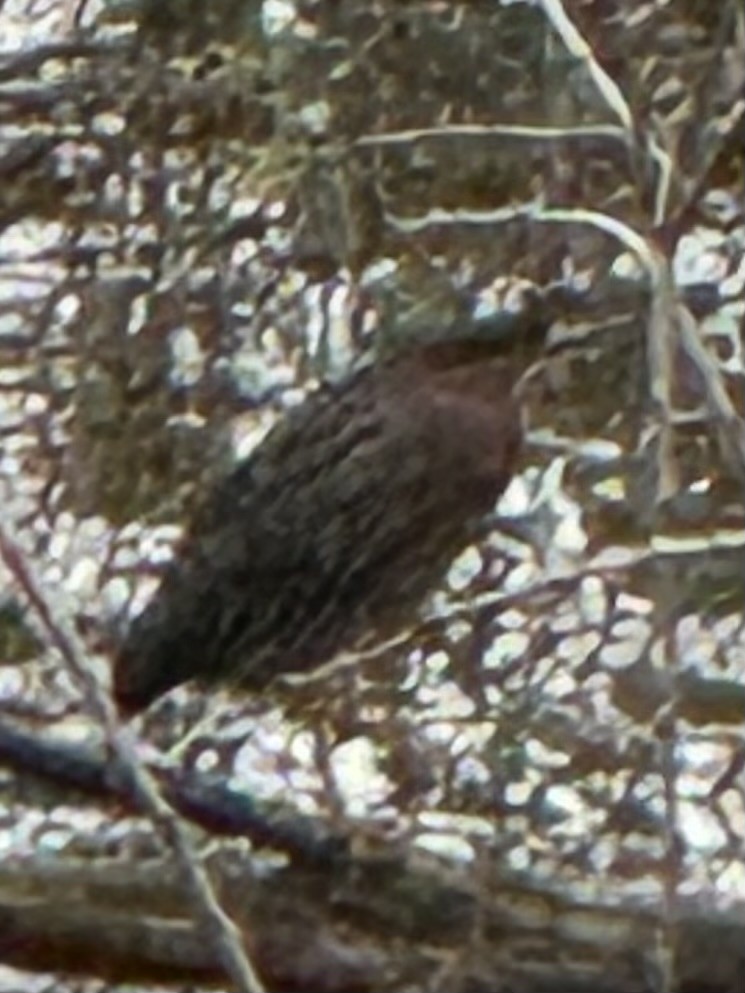 Héron vert - ML647306883