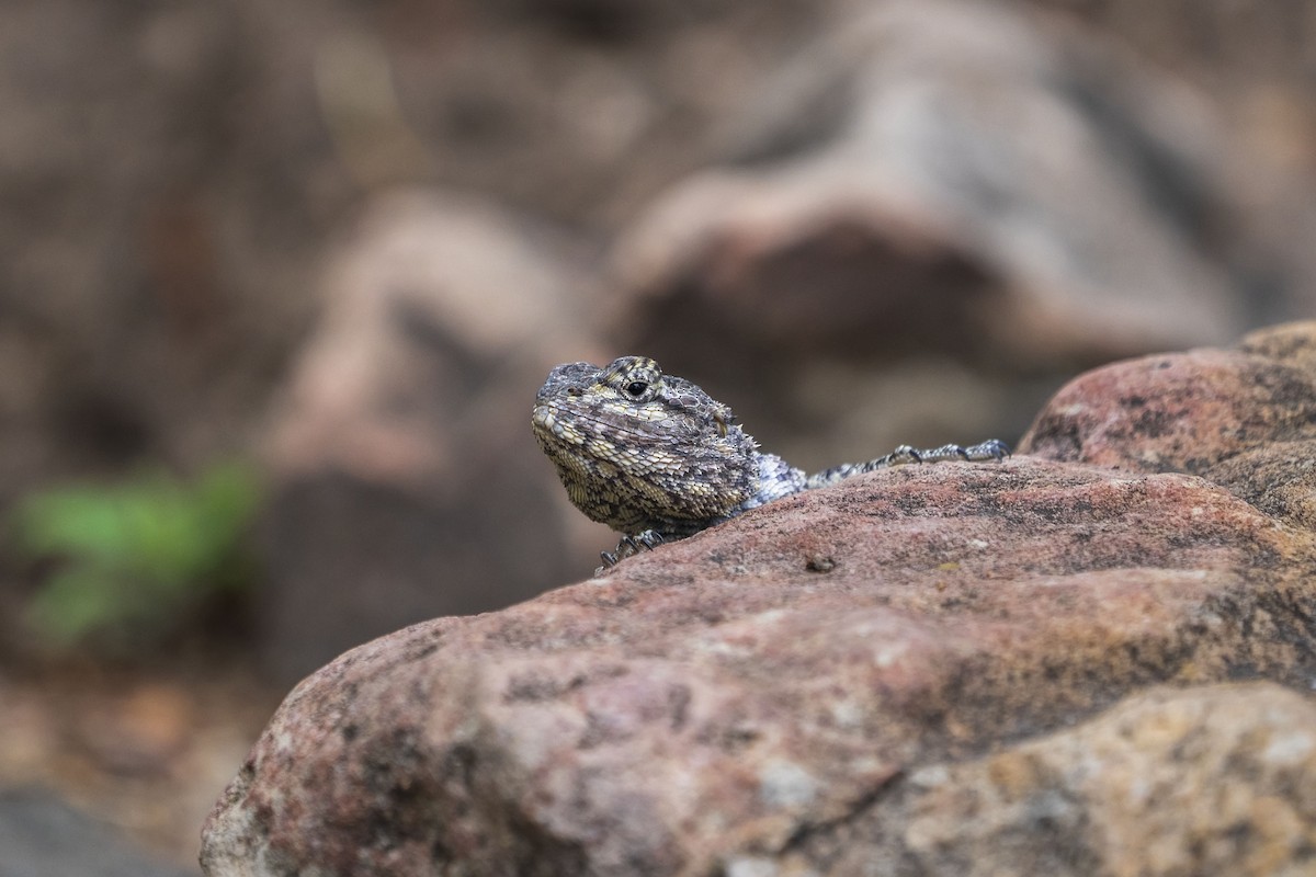 Warren's Girdled Lizard - ML647306884