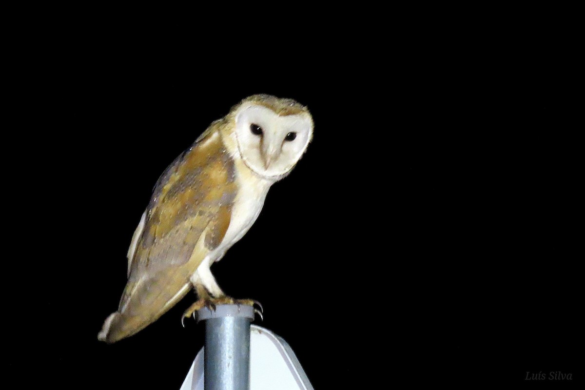 Effraie des clochers - ML647306885