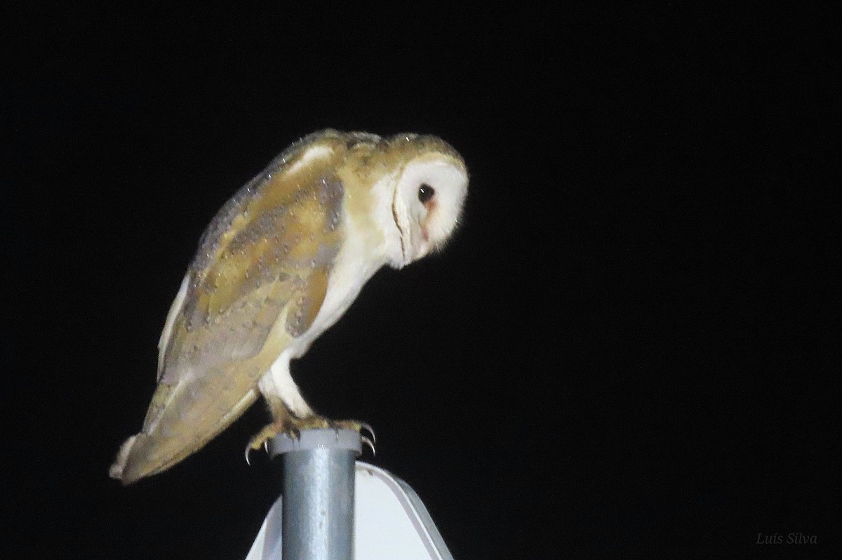 Effraie des clochers - ML647306886