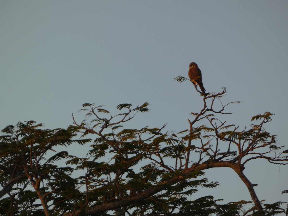 Moucherolle phébi - ML647306887