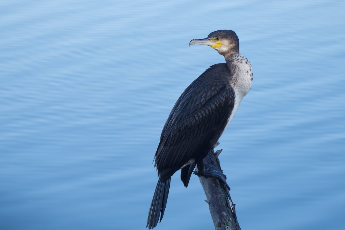 Cormorano - ML647306899