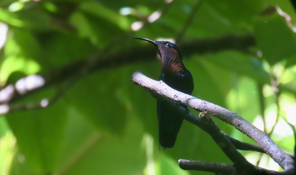 Purple-throated Carib - ML647306907