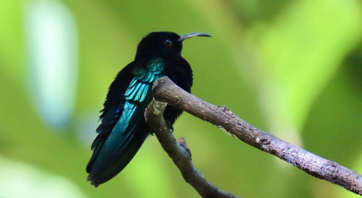 Purple-throated Carib - ML647306910