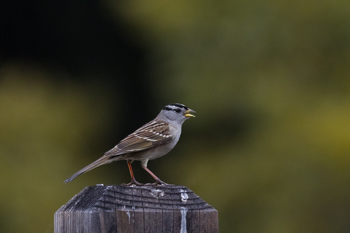 White-crowned Sparrow - ML647306927