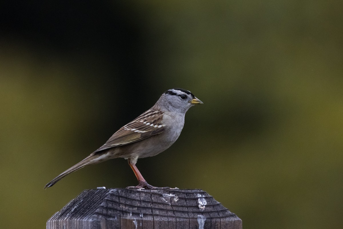 White-crowned Sparrow - ML647306928