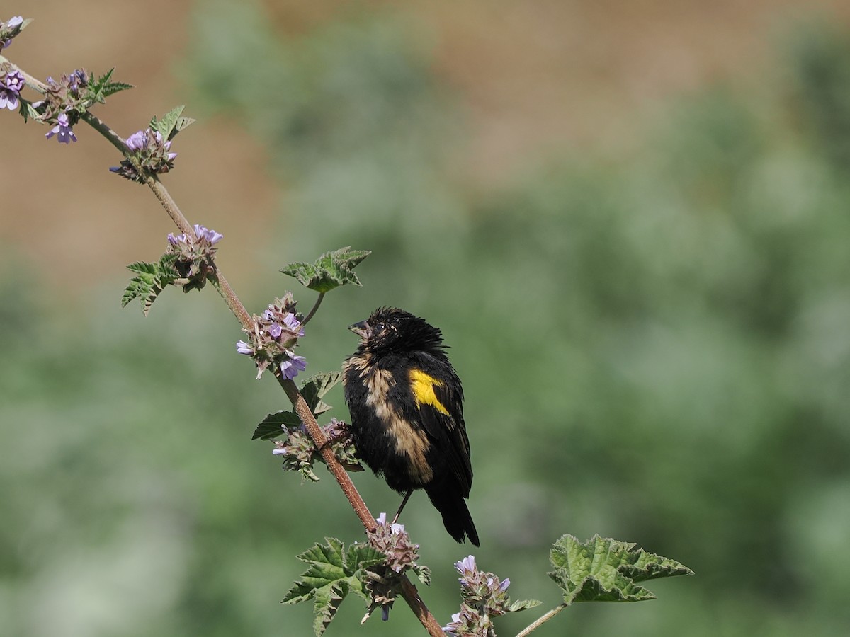 Yellow Bishop (Ethiopian) - ML647306934