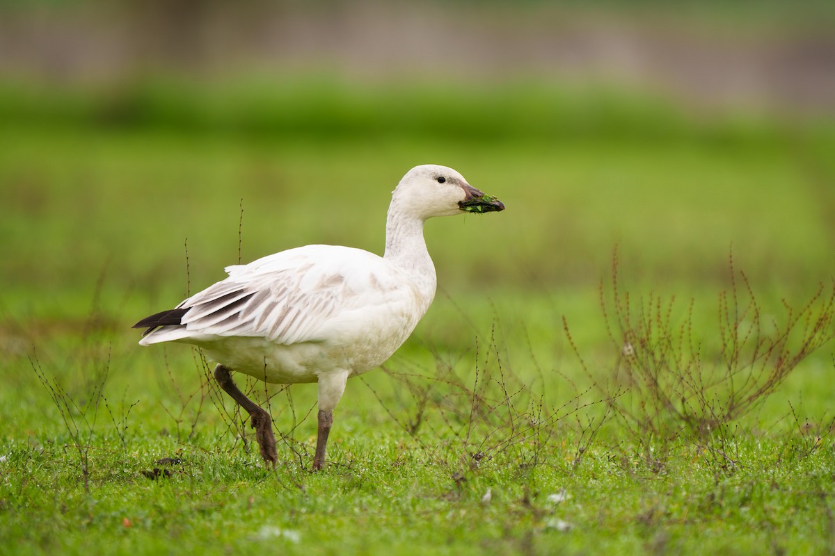 Snow Goose - ML647306937