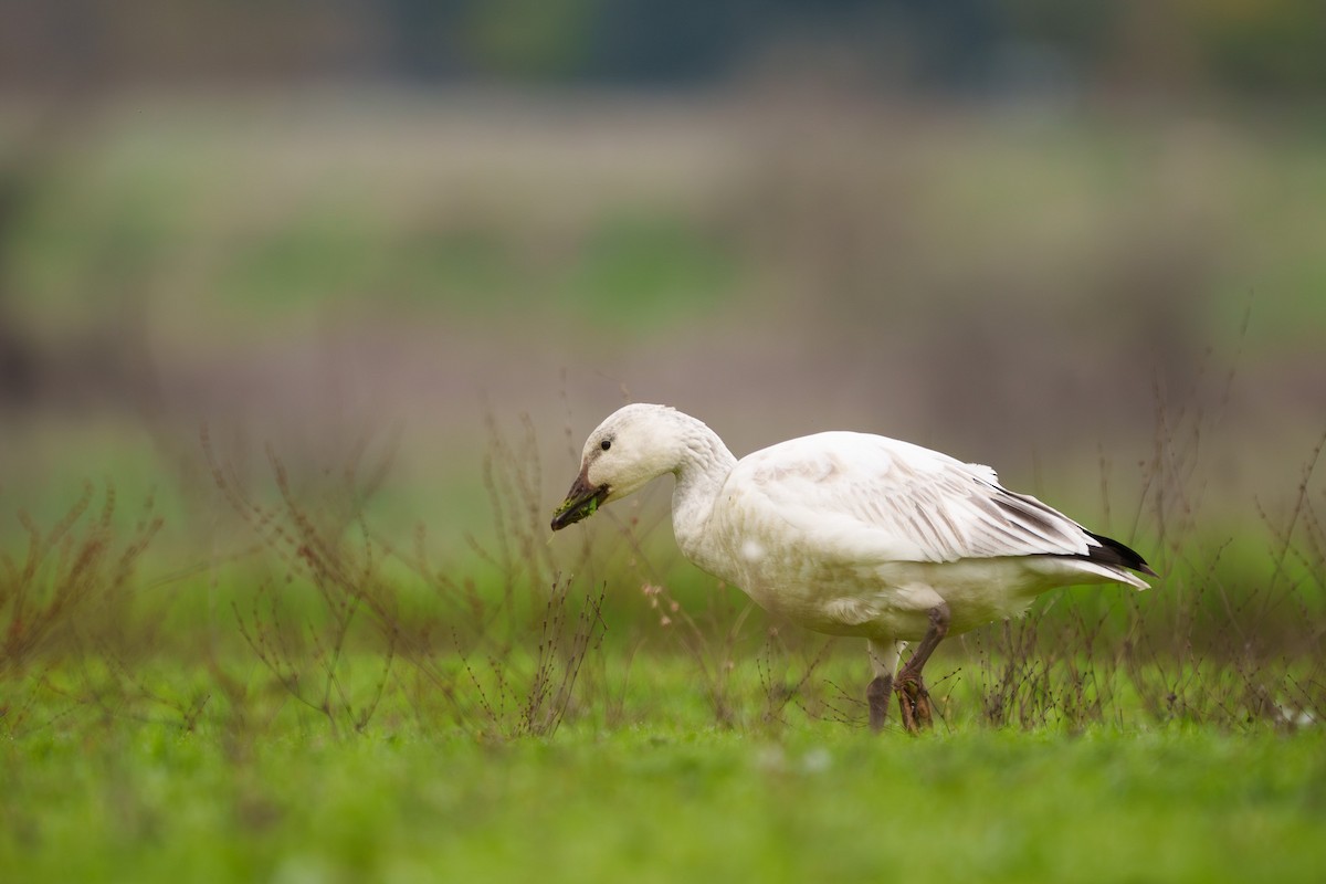 Snow Goose - ML647306938