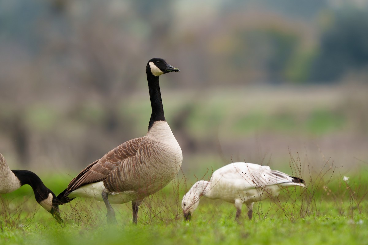 Snow Goose - ML647306939