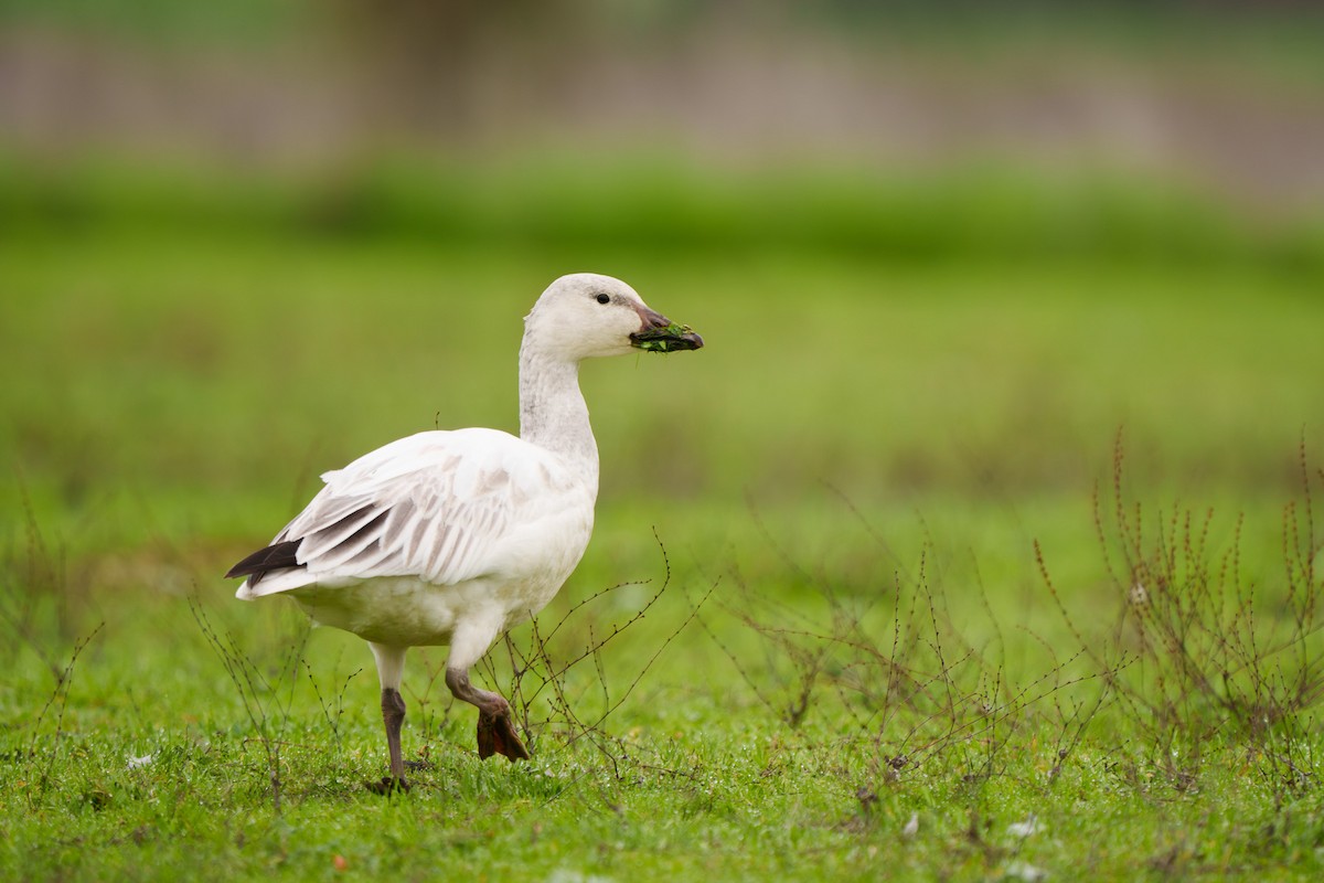 Snow Goose - ML647306940