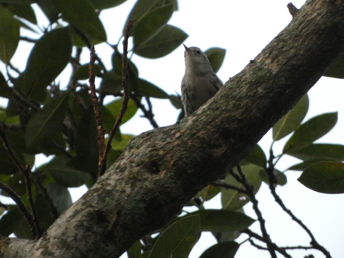 Black-and-white Warbler - ML647306962