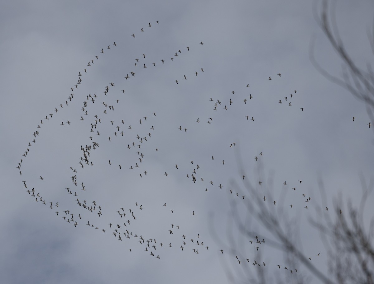 Snow Goose - ML647306967