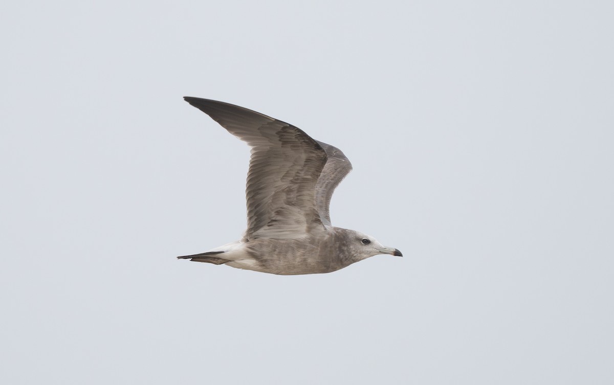 racek východní - ML647306980