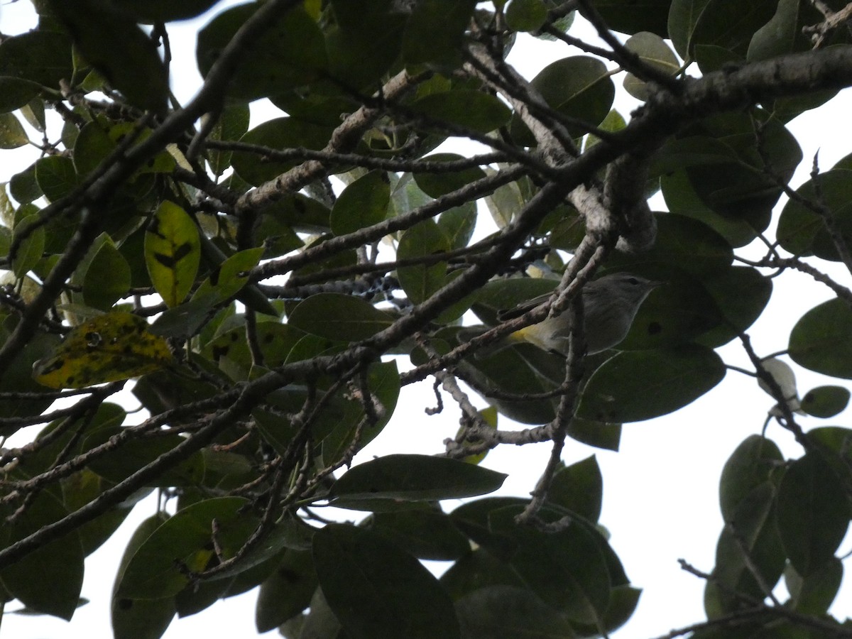 Palm Warbler - ML647306983