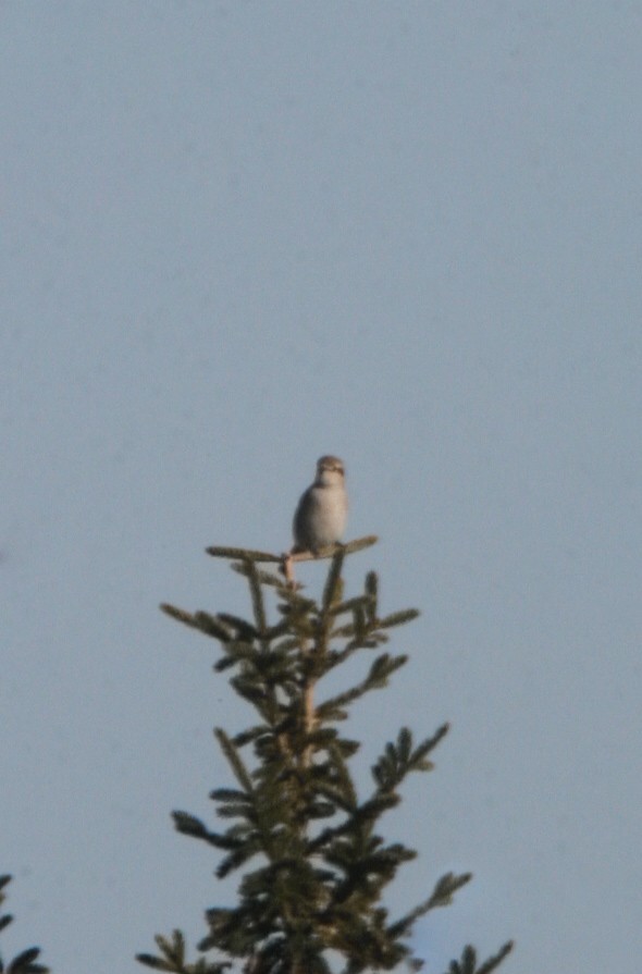 Alaca Çinte - ML647306984