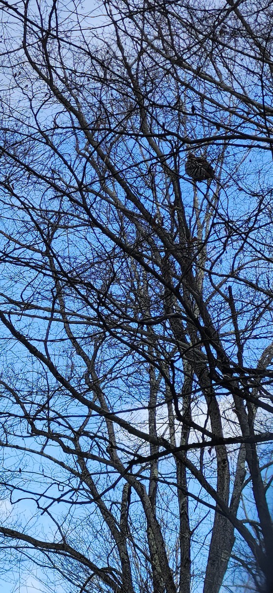 jeřábek kanadský - ML647307001