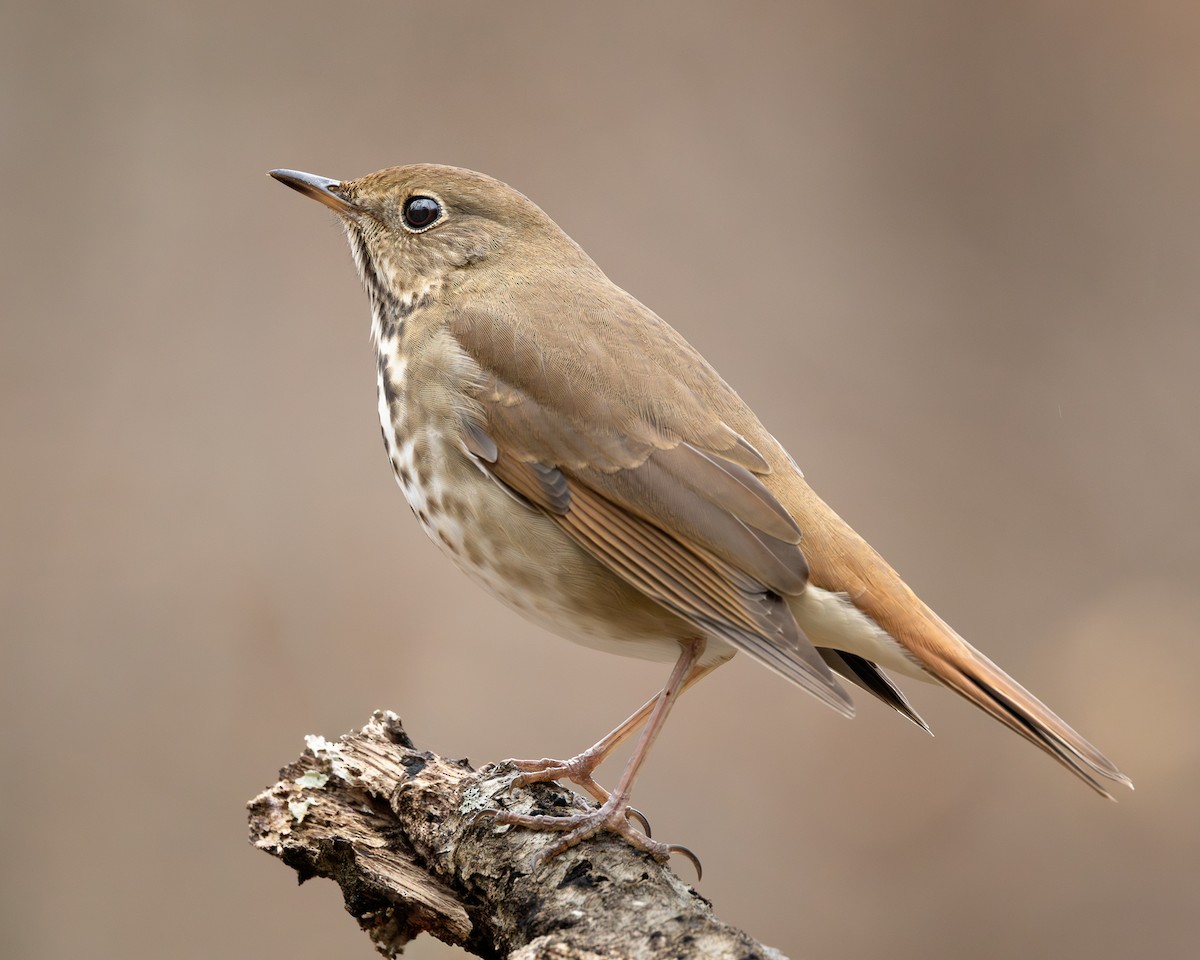 Hermit Thrush - ML647307002