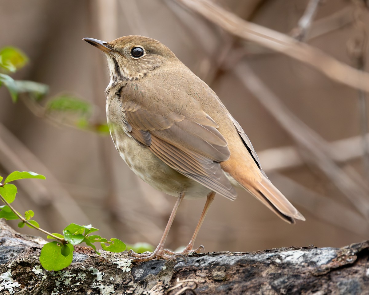 Hermit Thrush - ML647307003
