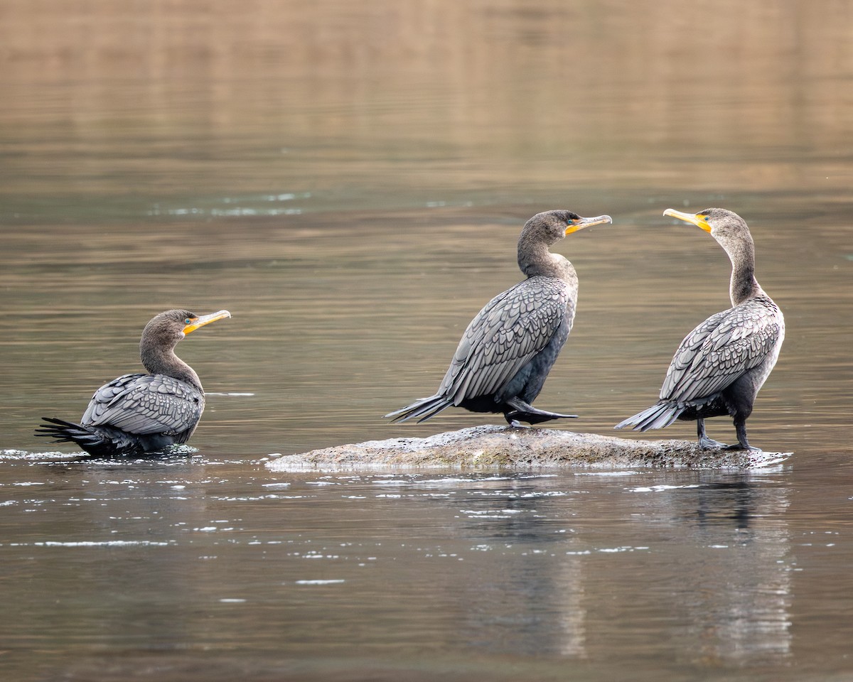 Double-crested Cormorant - ML647307018