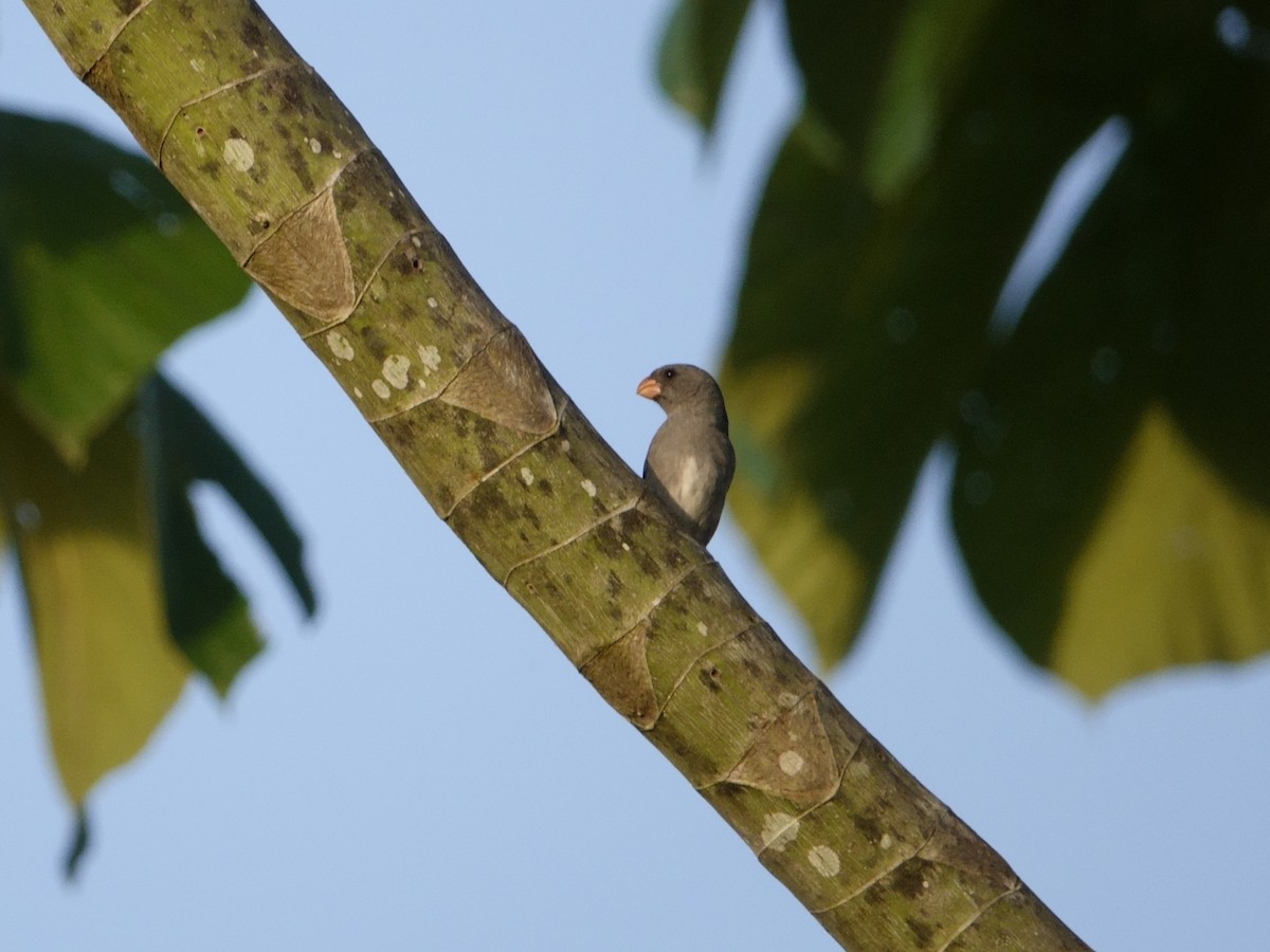 Gray Seedeater - ML647307059