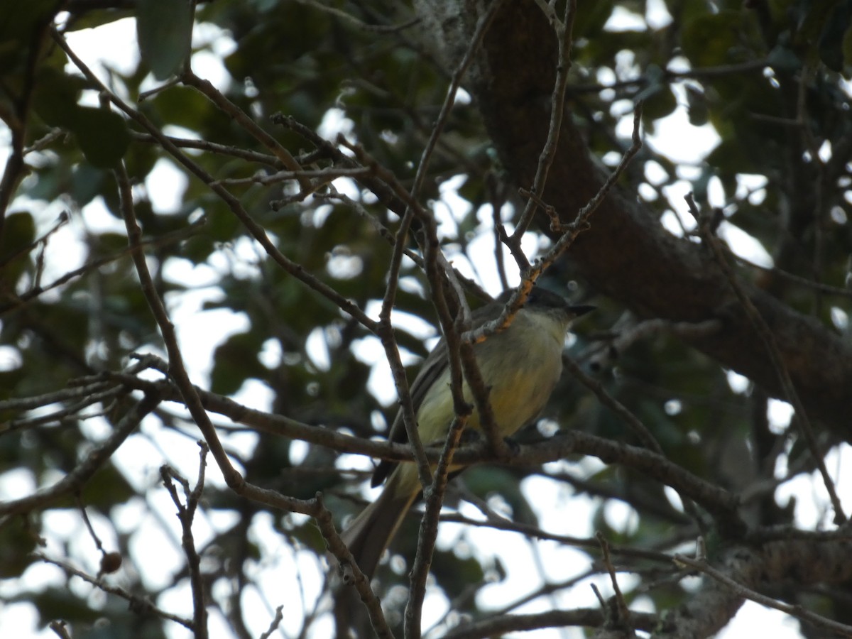 Eastern Phoebe - ML647307066