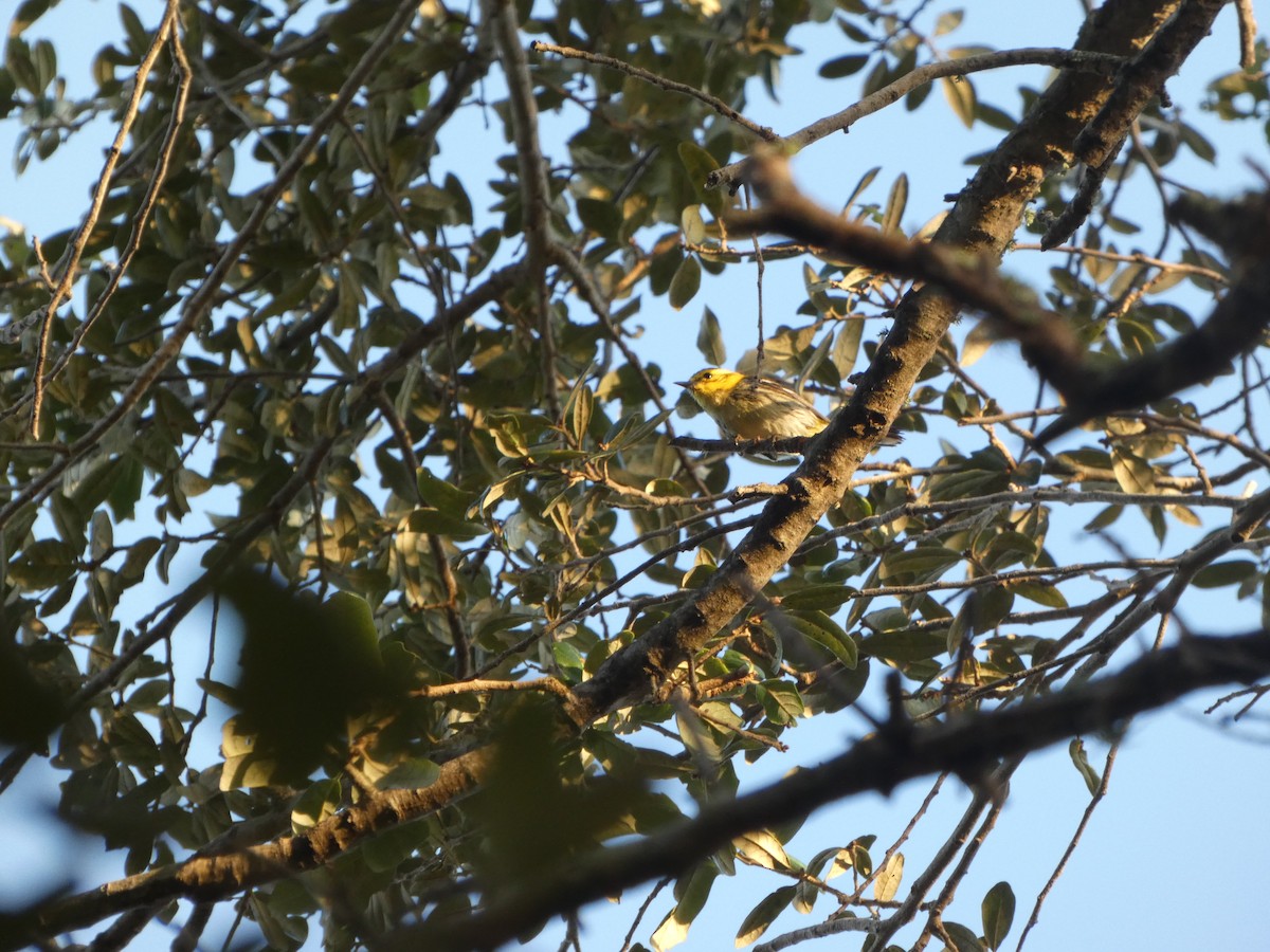 Black-throated Green Warbler - ML647307101