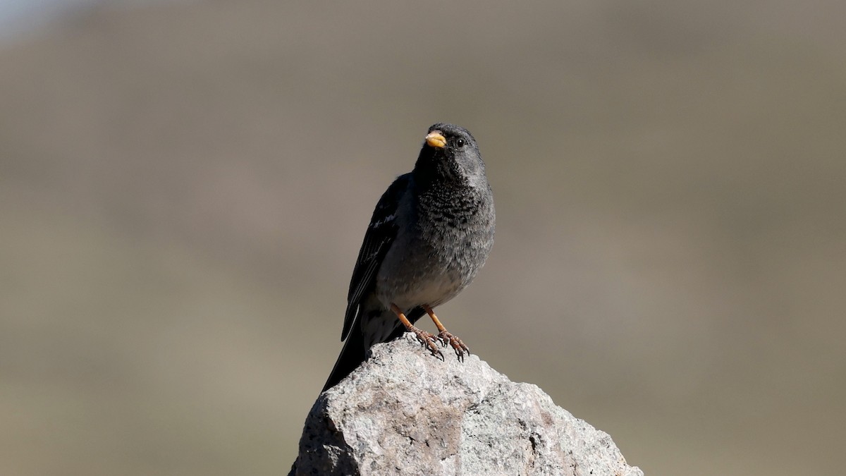 Mourning Sierra Finch - ML647307107