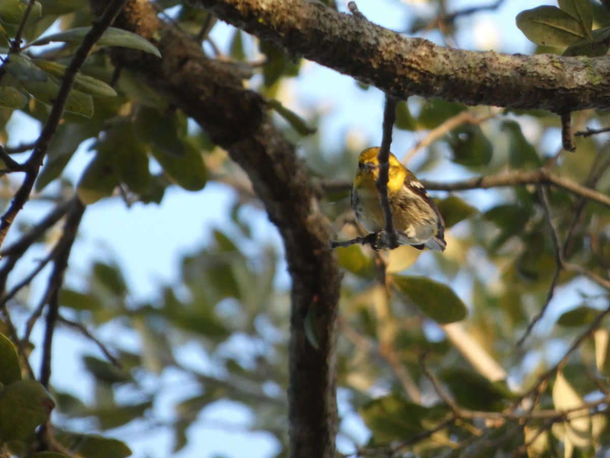 Black-throated Green Warbler - ML647307110