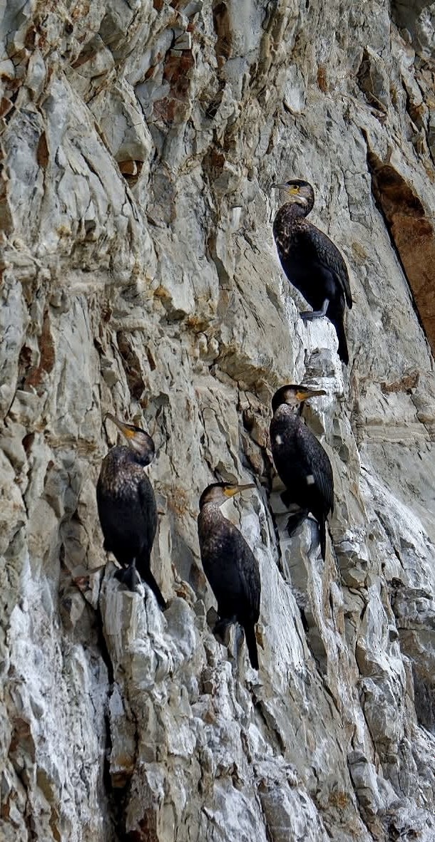 鸕鷀 - ML647307115