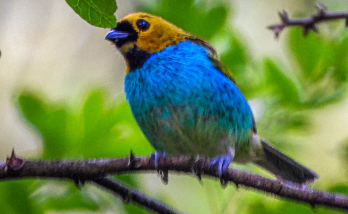 Gilt-edged Tanager - ML647307116