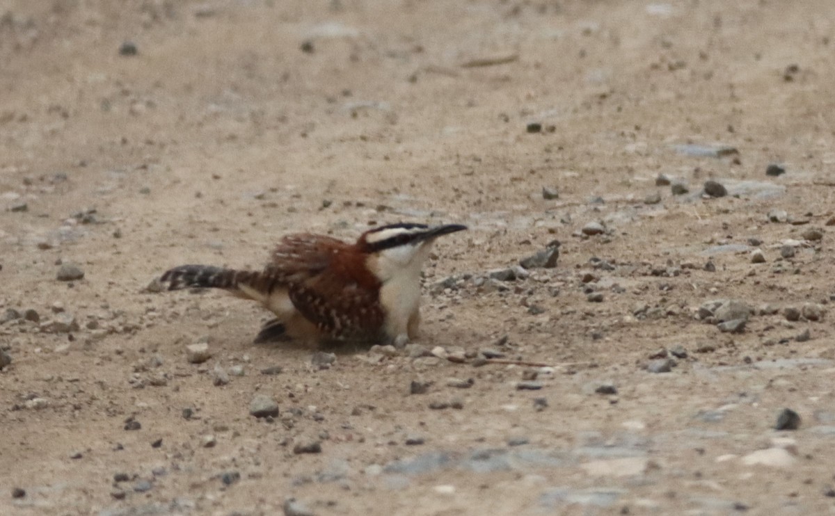 Rufous-backed Wren - ML647307118